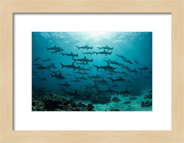 Hammerhead Sharks In Formation
