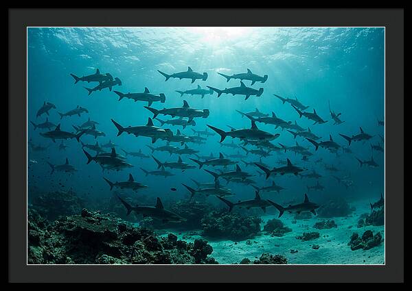 Hammerhead Sharks In Formation