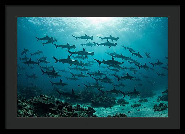 Hammerhead Sharks In Formation