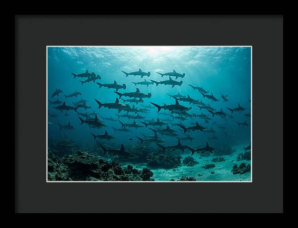 Hammerhead Sharks In Formation