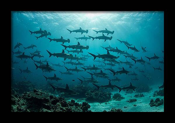 Hammerhead Sharks In Formation
