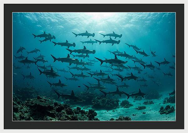 Hammerhead Sharks In Formation