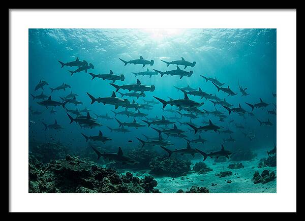 Hammerhead Sharks In Formation