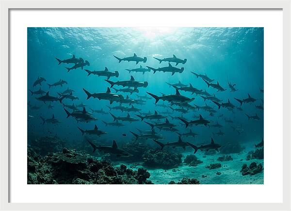 Hammerhead Sharks In Formation
