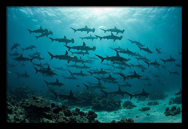 Hammerhead Sharks In Formation