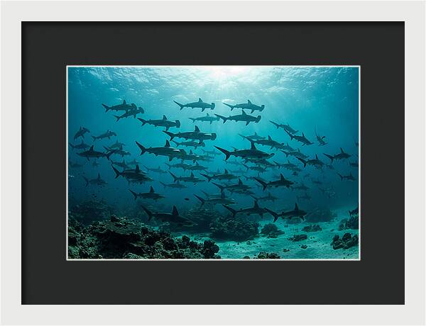 Hammerhead Sharks In Formation