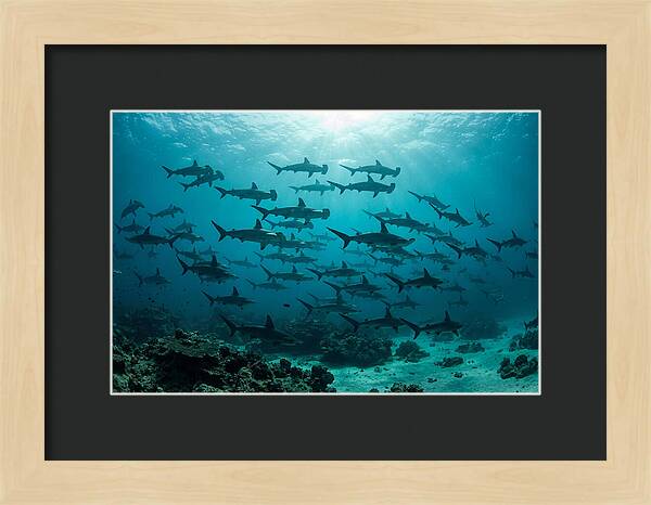 Hammerhead Sharks In Formation