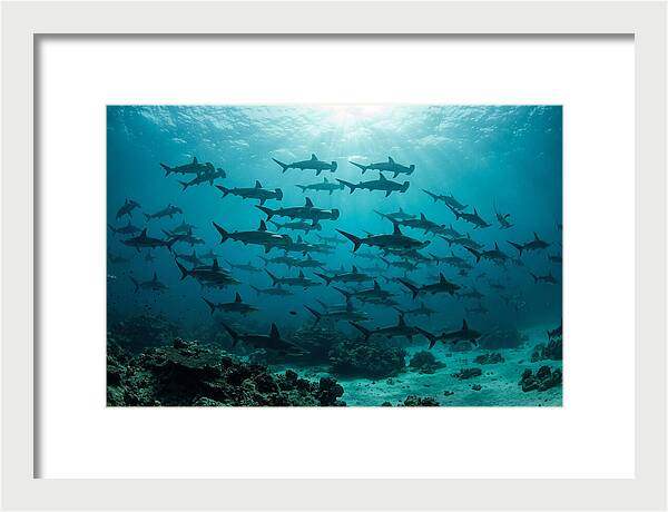 Hammerhead Sharks In Formation