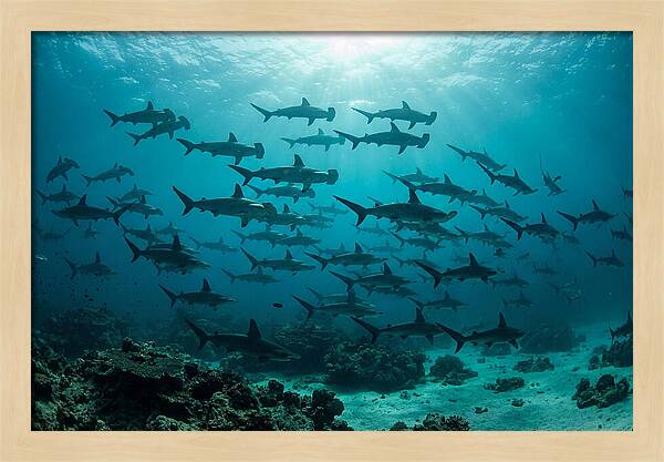 Hammerhead Sharks In Formation