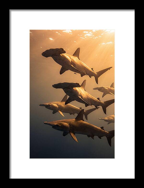 Hammerhead Sharks Swimming Together