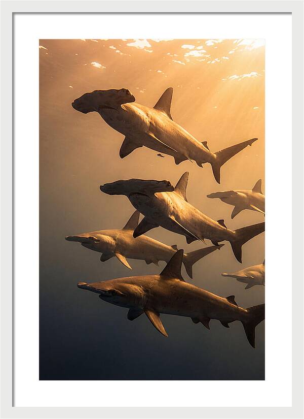 Hammerhead Sharks Swimming Together
