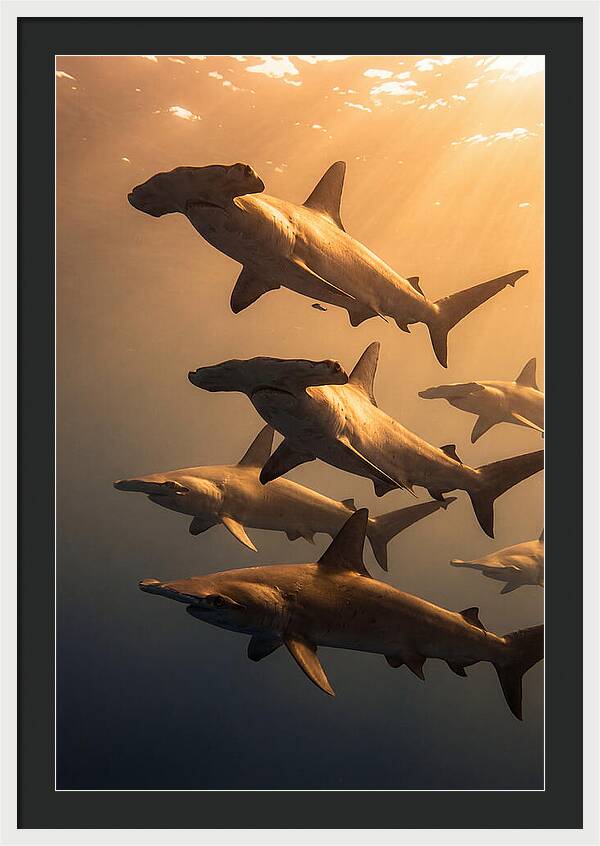Hammerhead Sharks Swimming Together