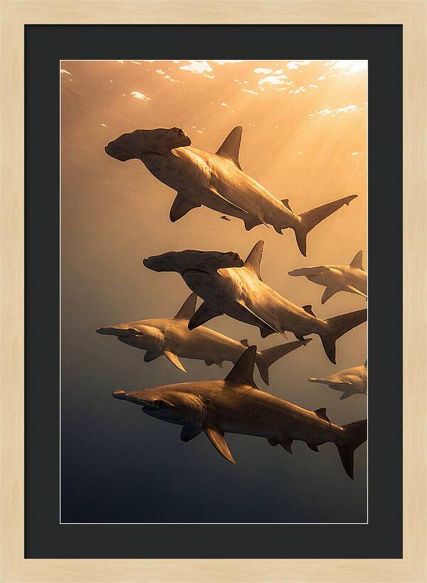 Hammerhead Sharks Swimming Together