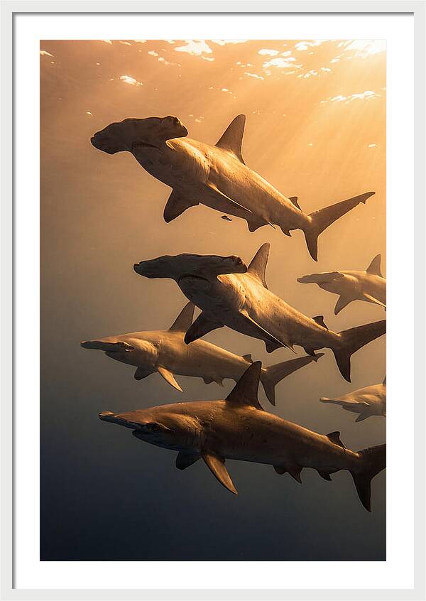 Hammerhead Sharks Swimming Together