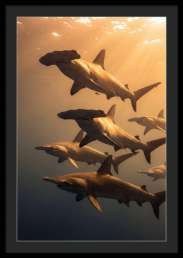 Hammerhead Sharks Swimming Together