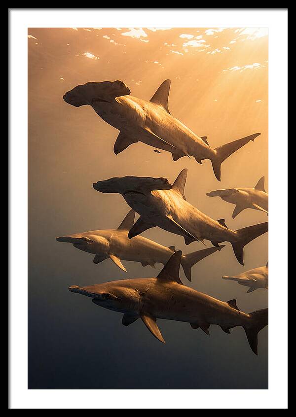 Hammerhead Sharks Swimming Together
