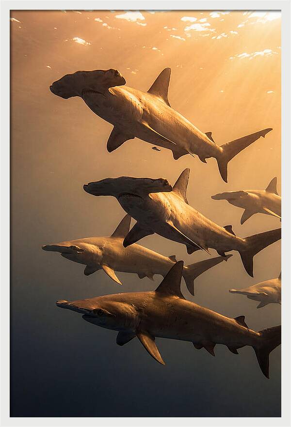 Hammerhead Sharks Swimming Together