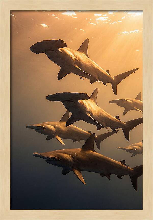 Hammerhead Sharks Swimming Together
