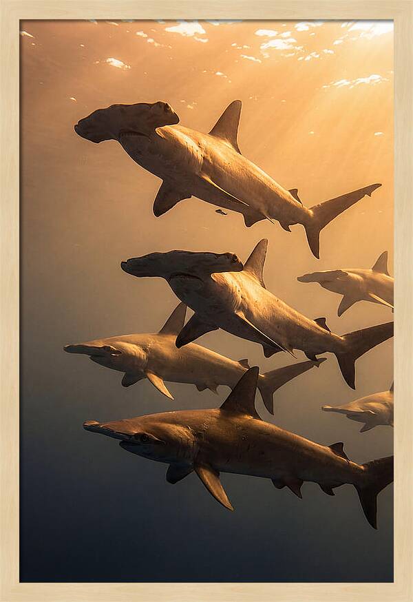 Hammerhead Sharks Swimming Together