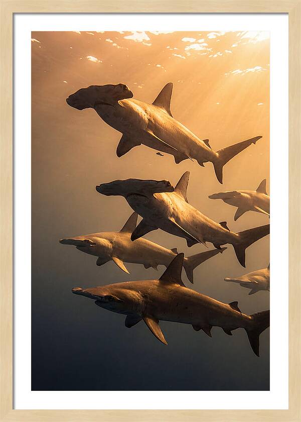 Hammerhead Sharks Swimming Together