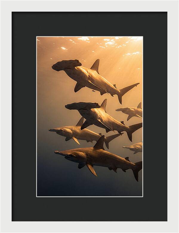 Hammerhead Sharks Swimming Together