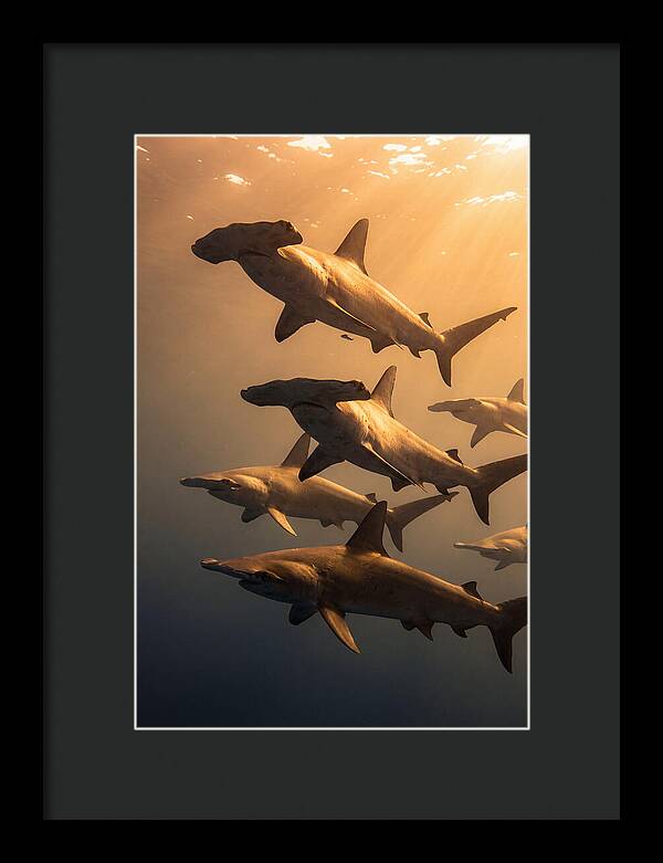 Hammerhead Sharks Swimming Together