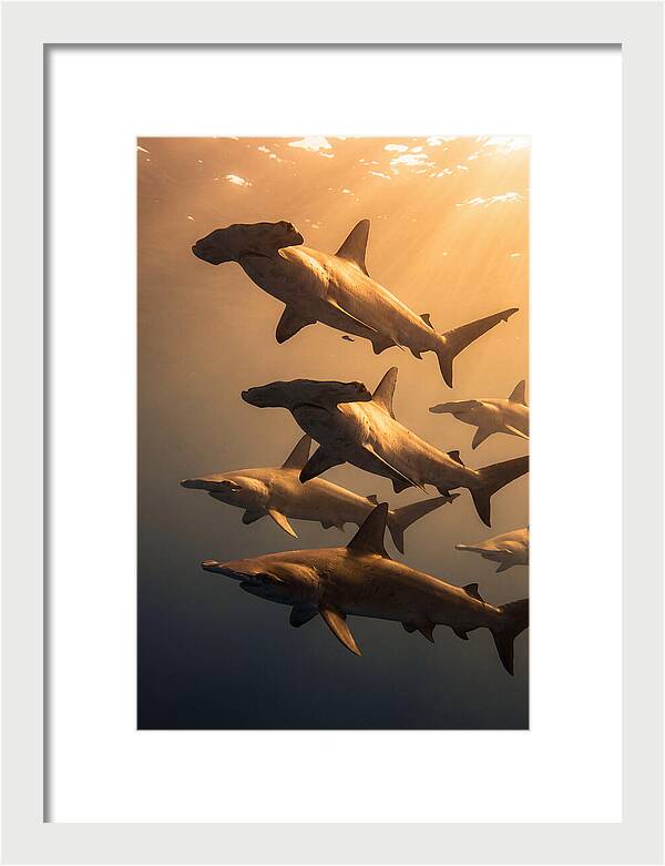 Hammerhead Sharks Swimming Together