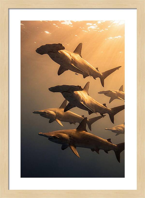 Hammerhead Sharks Swimming Together