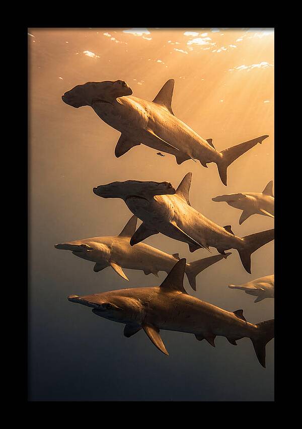 Hammerhead Sharks Swimming Together