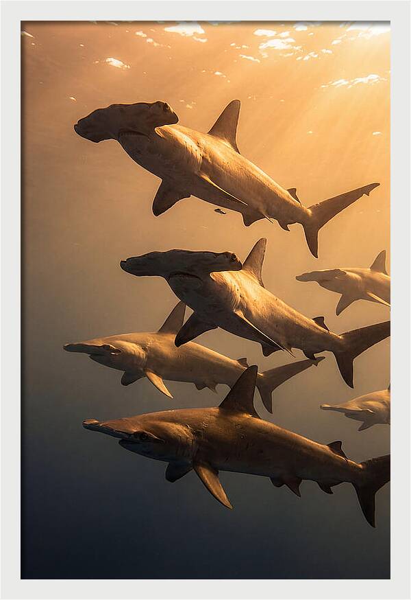 Hammerhead Sharks Swimming Together