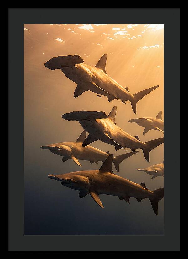 Hammerhead Sharks Swimming Together
