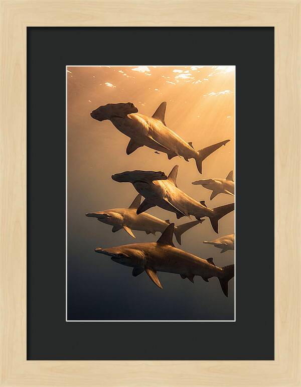 Hammerhead Sharks Swimming Together
