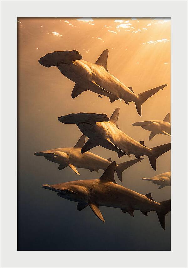 Hammerhead Sharks Swimming Together