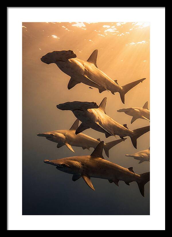 Hammerhead Sharks Swimming Together