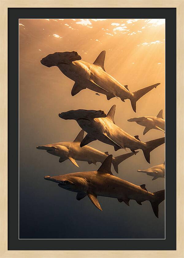 Hammerhead Sharks Swimming Together