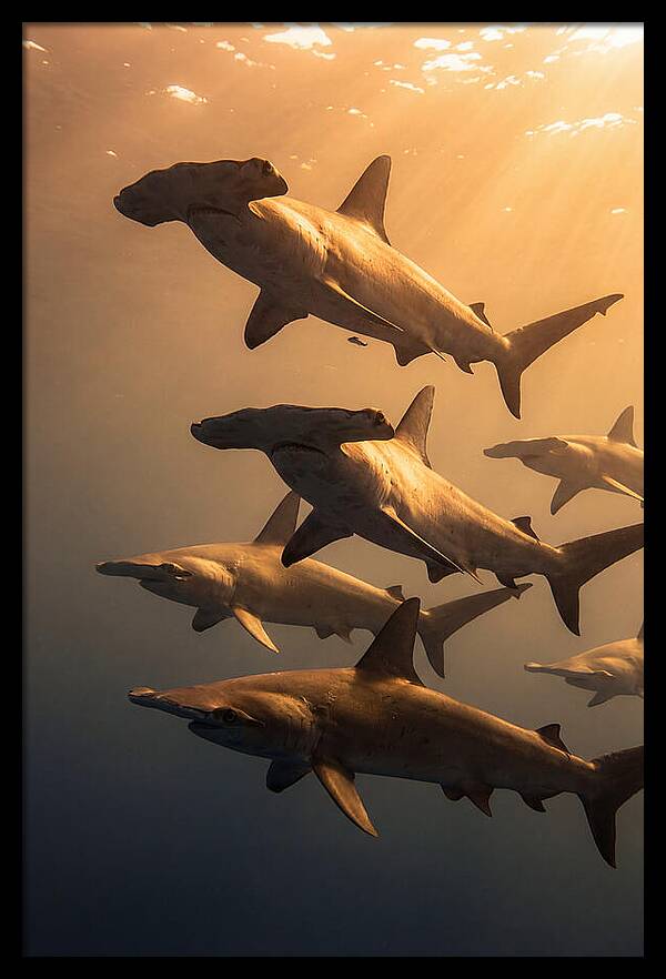 Hammerhead Sharks Swimming Together