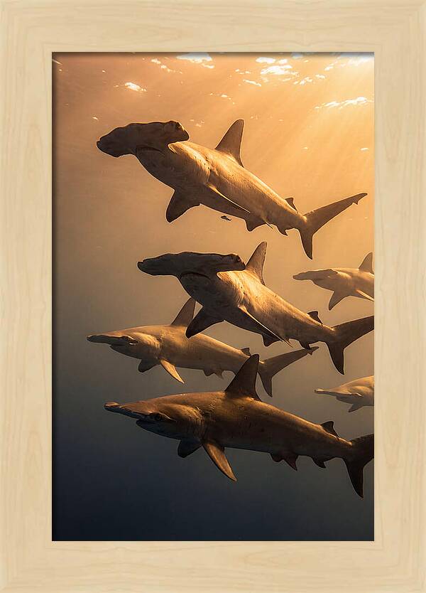 Hammerhead Sharks Swimming Together