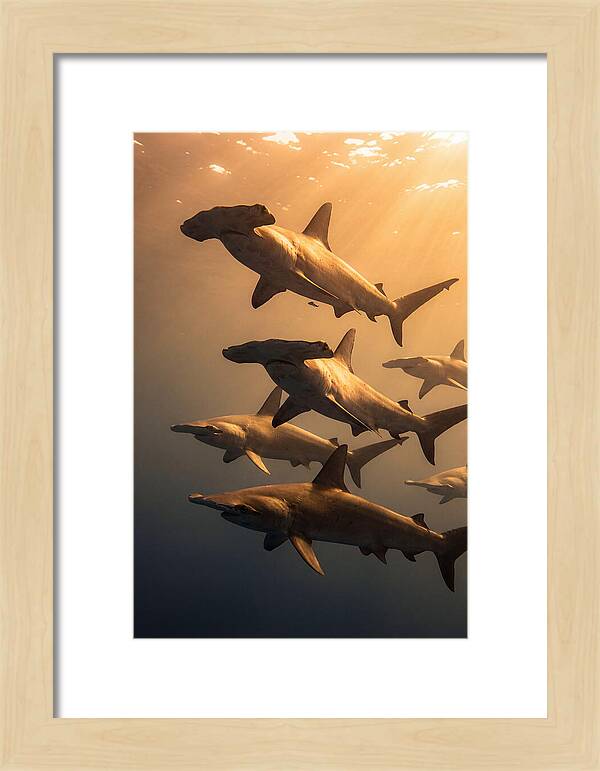 Hammerhead Sharks Swimming Together