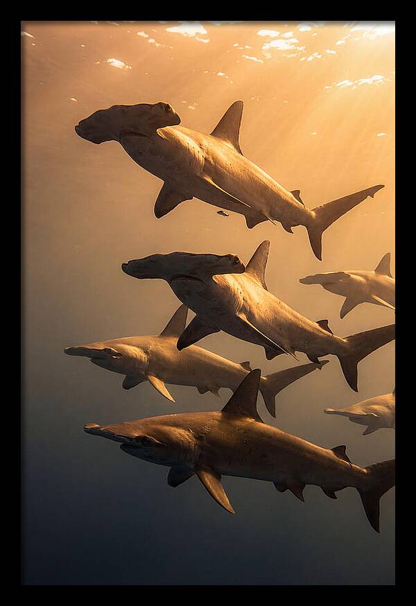 Hammerhead Sharks Swimming Together