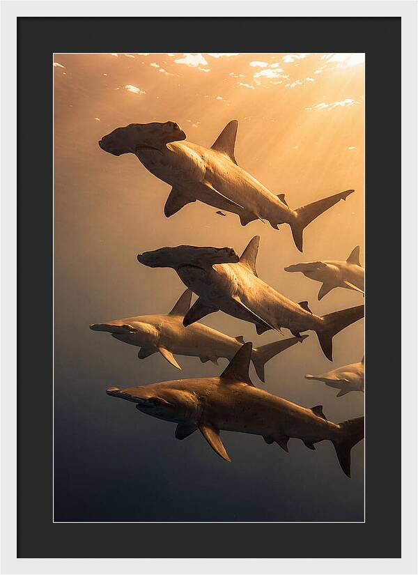 Hammerhead Sharks Swimming Together