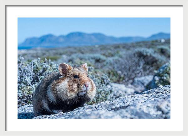 Hamster Cheek Pouches