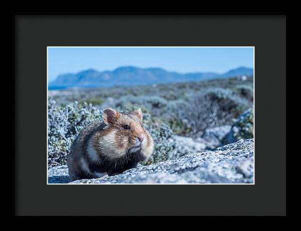 Hamster Cheek Pouches