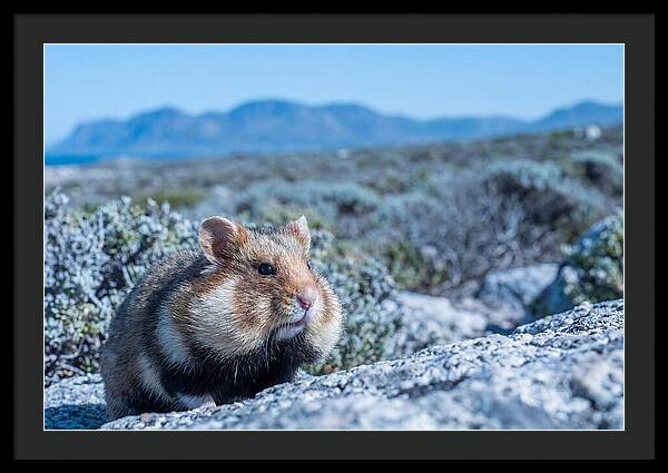 Hamster Cheek Pouches