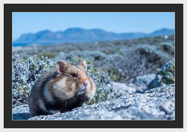 Hamster Cheek Pouches