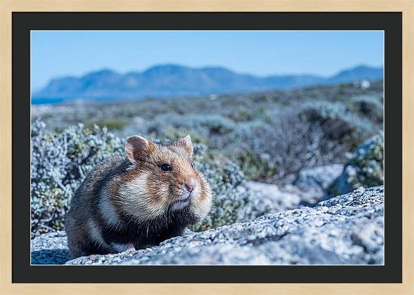 Hamster Cheek Pouches