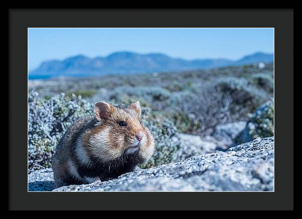 Hamster Cheek Pouches