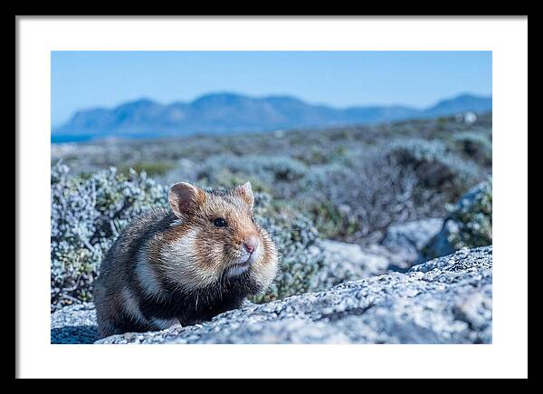 Hamster Cheek Pouches