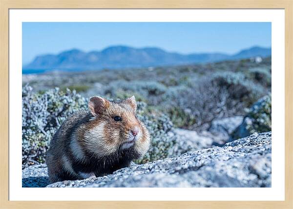 Hamster Cheek Pouches