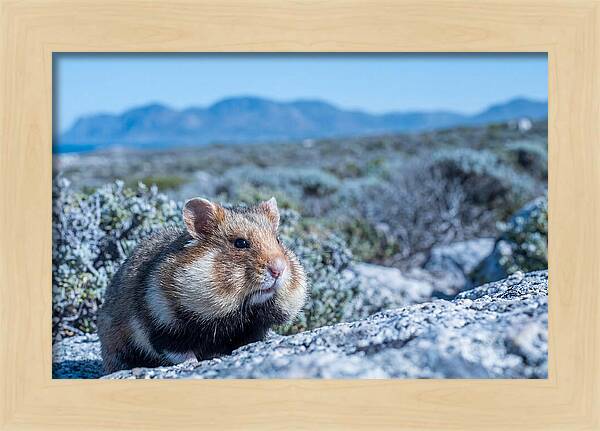 Hamster Cheek Pouches