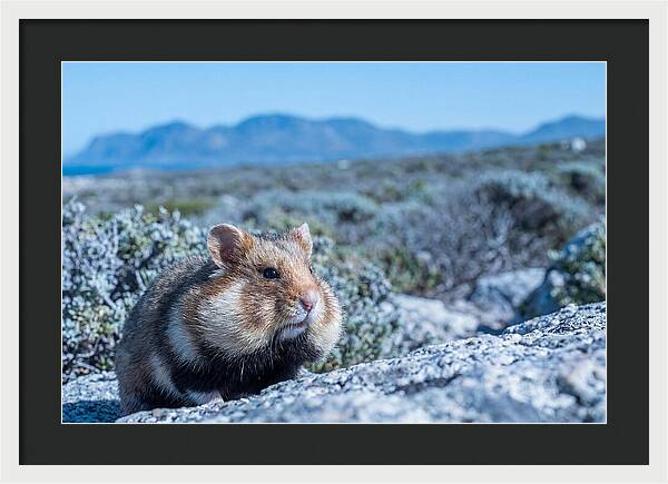 Hamster Cheek Pouches